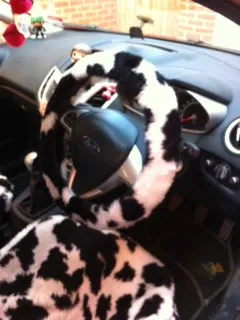 Black and White Cow print fuzzy faux fur car steering wheel cover furry and fluffy